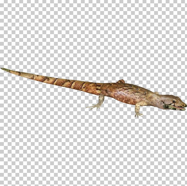 Agama Gecko Terrestrial Animal Tail PNG, Clipart, Agama, Agamidae, Animal, Fauna, Gecko Free PNG Download