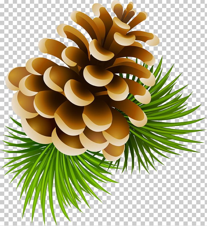 Conifer Cone Pine Spruce PNG, Clipart, Christmas Ornament, Clip Art, Cone, Conifer, Conifer Cone Free PNG Download