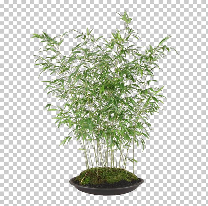 Houseplant Flowerpot Plants Artificial Flower Shrub PNG, Clipart, Artificial Flower, Catalisador, Computed Tomography, Evergreen, Fagus Crenata Free PNG Download