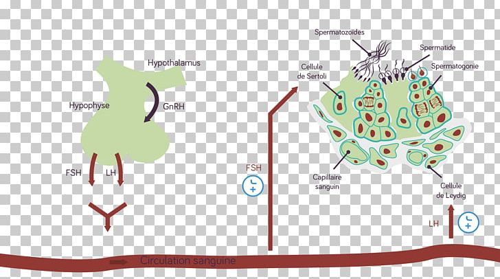 Map Tree PNG, Clipart, Area, Diagram, Hypothalamus, Line, Map Free PNG Download