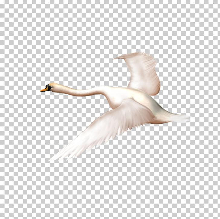 Mute Swan Swan Goose Duck Bird PNG, Clipart, Animals, Arm, Beak, Cygnini, Drawing Free PNG Download