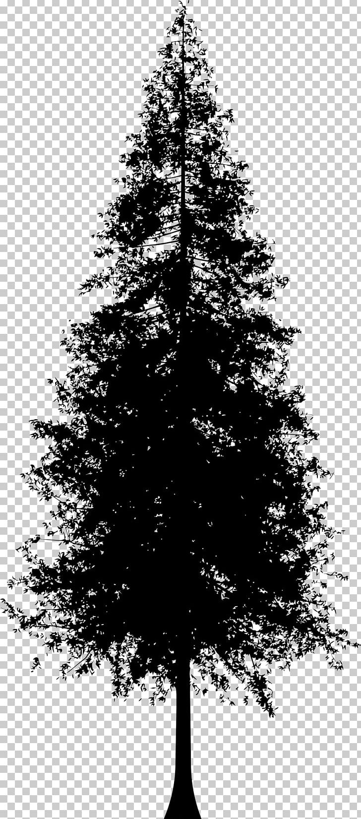 Redwoods Silhouette Coast Redwood PNG, Clipart, Animals, Black And White, Branch, Christmas Decoration, Christmas Ornament Free PNG Download
