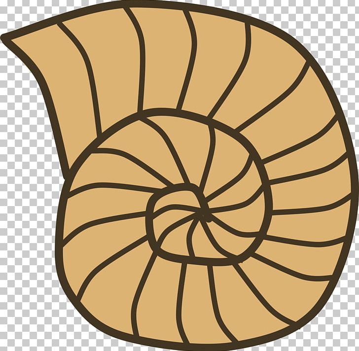 Seashell Sea Snail Gastropod Shell PNG, Clipart, Area, Circle, Color, Fossil, Free Content Free PNG Download