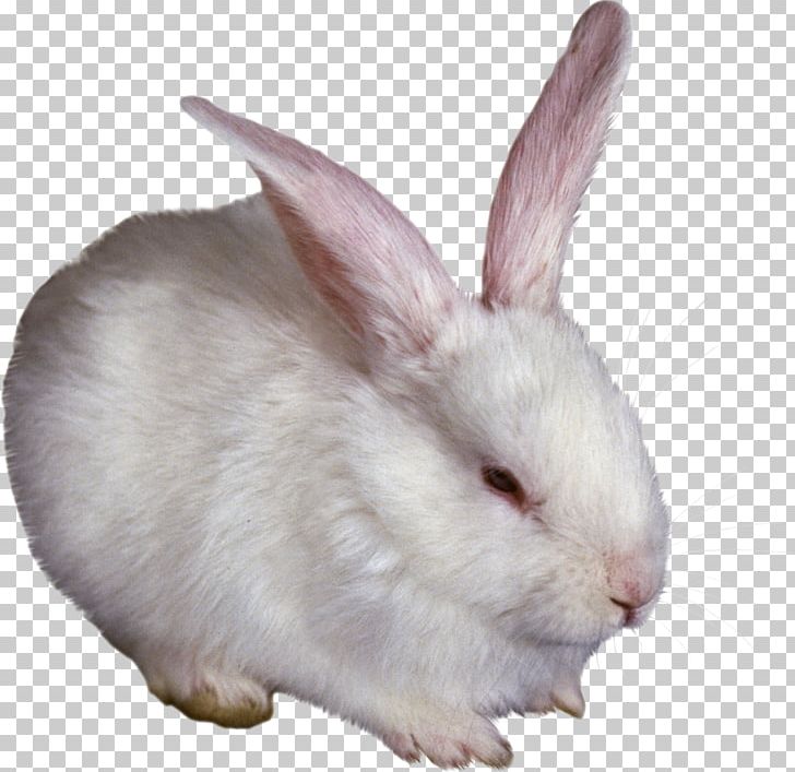 Hare Domestic Rabbit PNG, Clipart, Animal, Animals, Bunny Rabbit, Computer Icons, Digital Image Free PNG Download