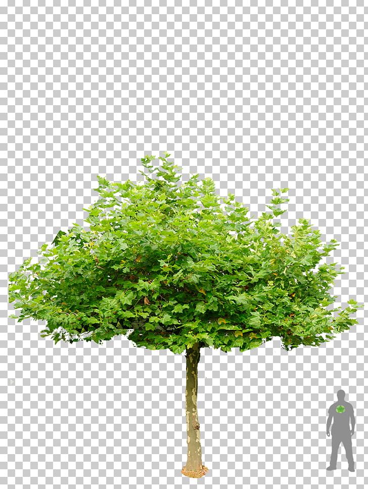 London Plane Tree Garden Shrub Roof PNG, Clipart, Bonsai, Branch, Evergreen, Garden, Grass Free PNG Download