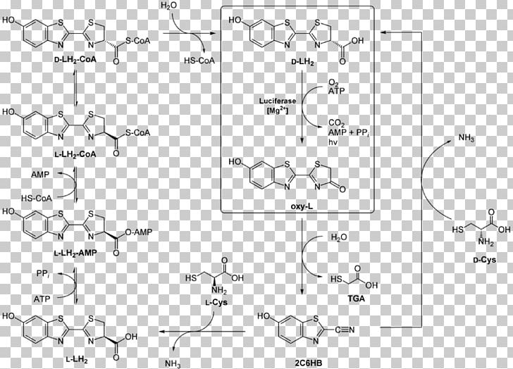 Luciferin Chemistry Structural Formula Cysteine Chemical Reaction PNG, Clipart, Angle, Area, Auto Part, Bioluminescence, Black And White Free PNG Download