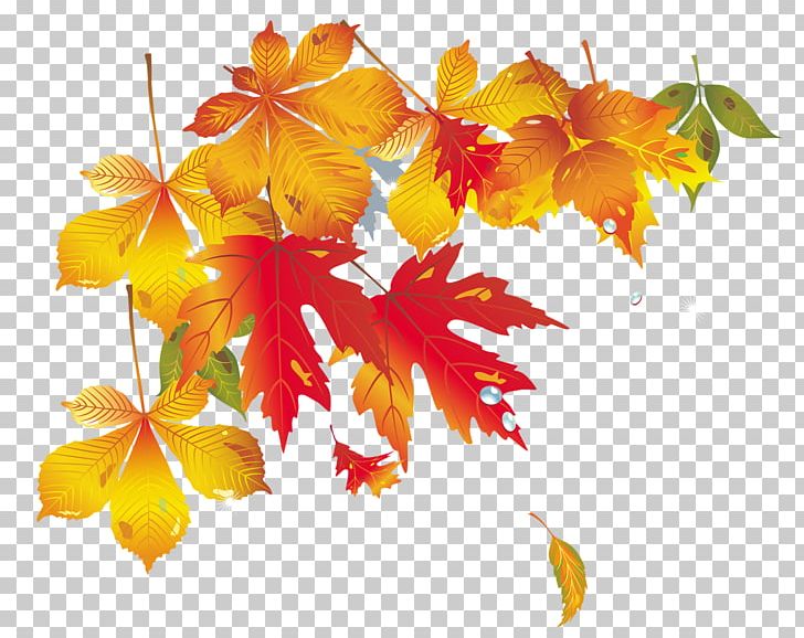 Maple Leaf Autumn PNG, Clipart, Adobe Illustrator, Autumn, Autumn Leaf, Designer, Download Free PNG Download