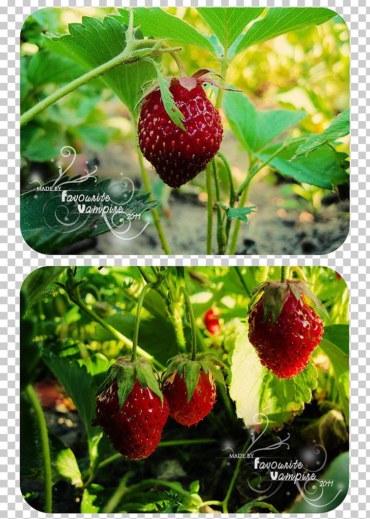 Raspberry Food Loganberry Strawberry PNG, Clipart, Auglis, Berry, Blackberry, Dewberry, Food Free PNG Download