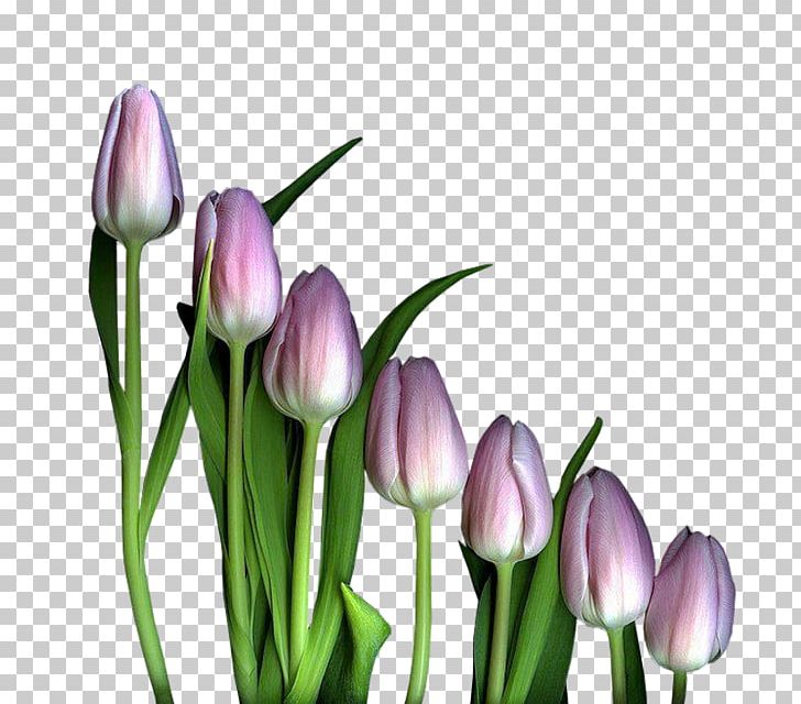 Tulip Petal Flower PNG, Clipart, Blog, Bud, Crocus, Flower, Flowering Plant Free PNG Download