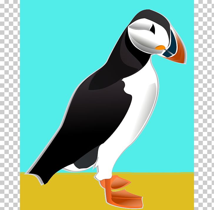 Atlantic Puffin Bird Penguin Horned Puffin Tufted Puffin PNG, Clipart, Animation, Atlantic Puffin, Beak, Bird, Cartoon Free PNG Download