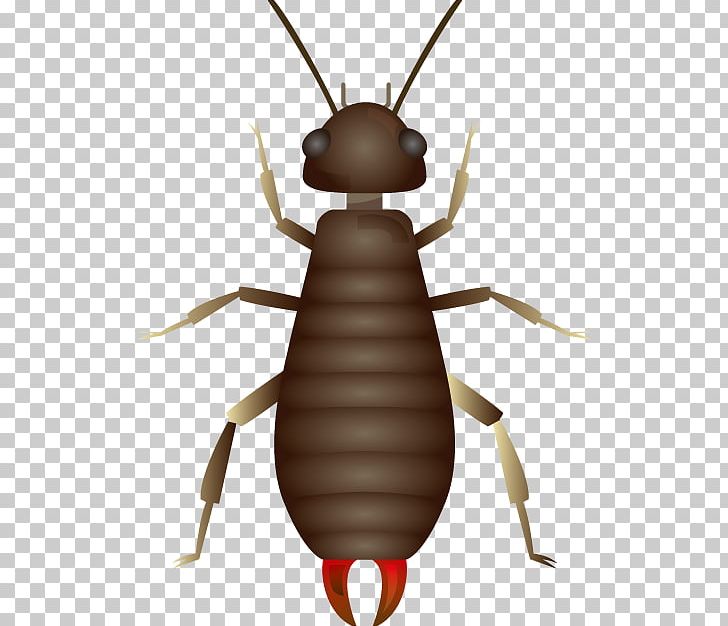Beetle Illustration Photography PNG, Clipart, Agence Photographique, Arthropod, Beetle, Graphic Design, Insect Free PNG Download