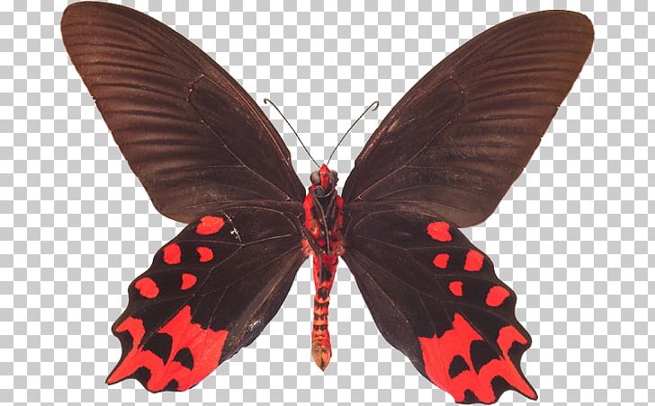 Butterfly Moth Atrophaneura Semperi Losaria Coon Gift PNG, Clipart, Atrophaneura Semperi, Butterfly, Losaria Coon, Moth Free PNG Download