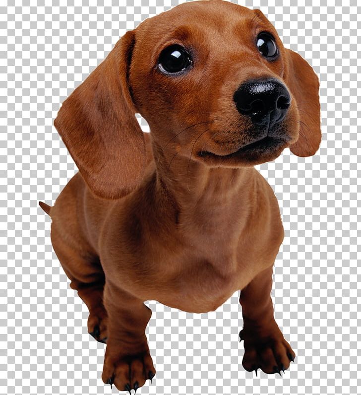 Dachshund Puppy Pet Dog Training Veterinarian PNG, Clipart, Animals, Breeder, Carnivoran, Cartoon Dog, Cat Training Free PNG Download