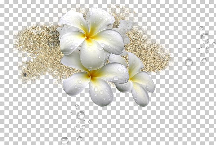 Flower PNG, Clipart, Art, Blossom, Computer, Computer Wallpaper, Designer Free PNG Download