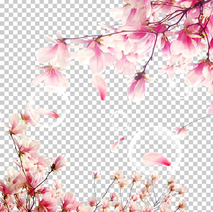 National Cherry Blossom Festival PNG, Clipart, Blossoms, Branch, Cherry, Cherry Vector, Decorative Elements Free PNG Download