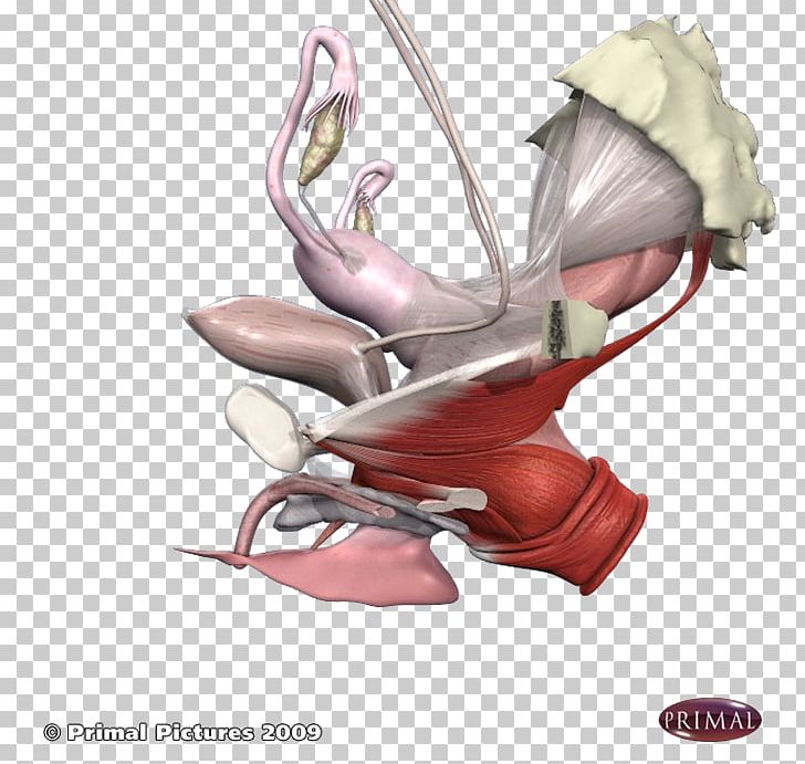 Pelvic Floor Dysfunction Physical Therapy Pelvis PNG, Clipart,  Free PNG Download