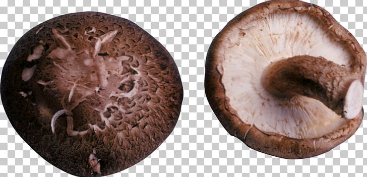 Shiitake Common Mushroom Fungus PNG, Clipart, Agaricaceae, Agaricomycetes, Agaricus, Common Mushroom, Edible Mushroom Free PNG Download