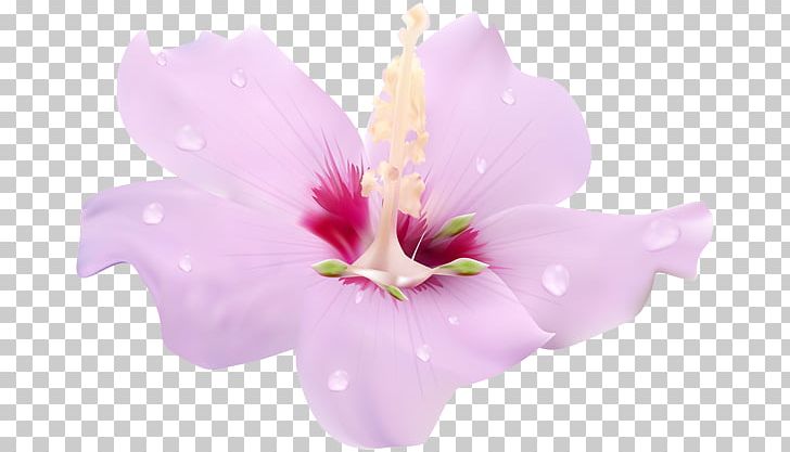 Pink Flowers PNG, Clipart, Common Hibiscus, Cut Flowers, Desktop Wallpaper, Flower, Flowering Plant Free PNG Download