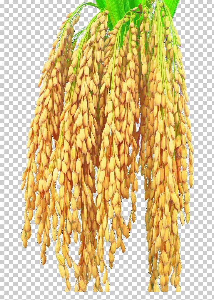 Rice Harvest Maize PNG, Clipart, Autumn, Autumn Harvest, Bow, Bumper, Cereal Free PNG Download
