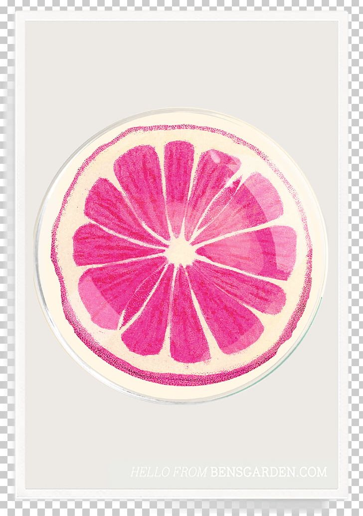 Petal Fruit United States Americas Americans PNG, Clipart, Americans, Americas, Circle, Citrus, Decoupage Free PNG Download