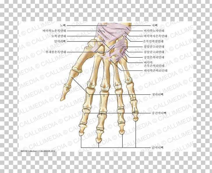 Anatomy Carpal Bones Human Skeleton Ligament PNG, Clipart, Abdomen, Anatomy, Angle, Arm, Bone Free PNG Download