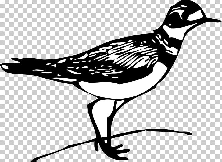 Bird Nest Gulls Finch PNG, Clipart, Animals, Artwork, Beak, Bird, Bird Nest Free PNG Download