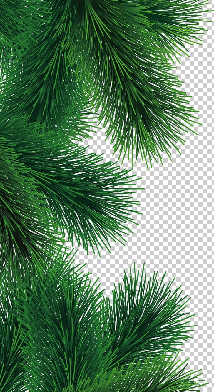 Christmas Tree Fir Pine PNG, Clipart, Branch, Christmas, Christmas Decoration, Christmas Ornament, Christmas Tree Free PNG Download