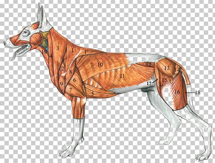 Dog Anatomy: A Coloring Atlas Muscle PNG, Clipart, Anatomia Animal, Anatomy, Animal, Animals, Canine Tooth Free PNG Download