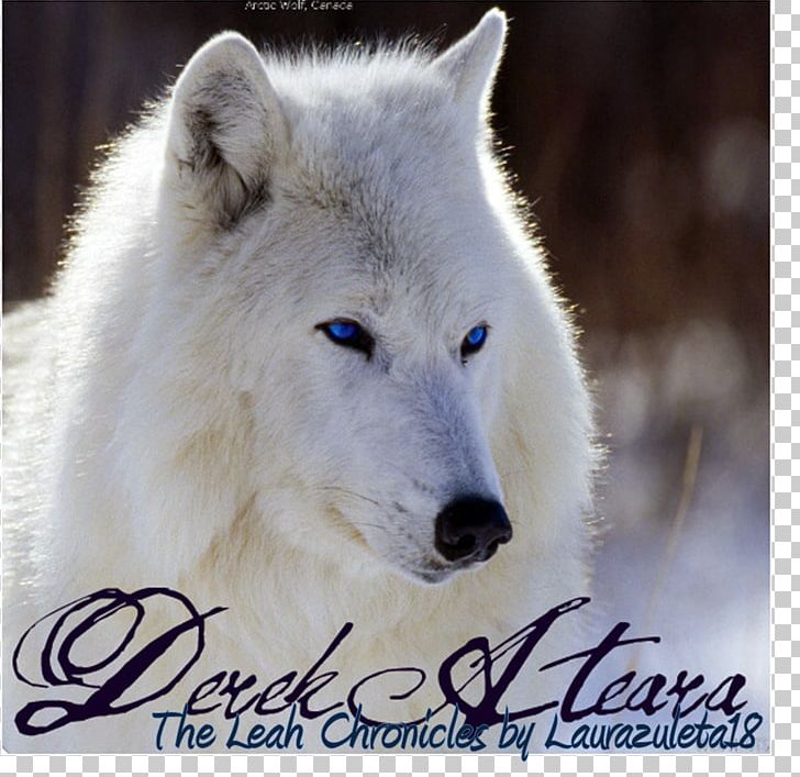 Dog Arctic Wolf Cat Animal Desktop PNG, Clipart, Animal, Animals, Animal Track, Arctic, Arctic Fox Free PNG Download