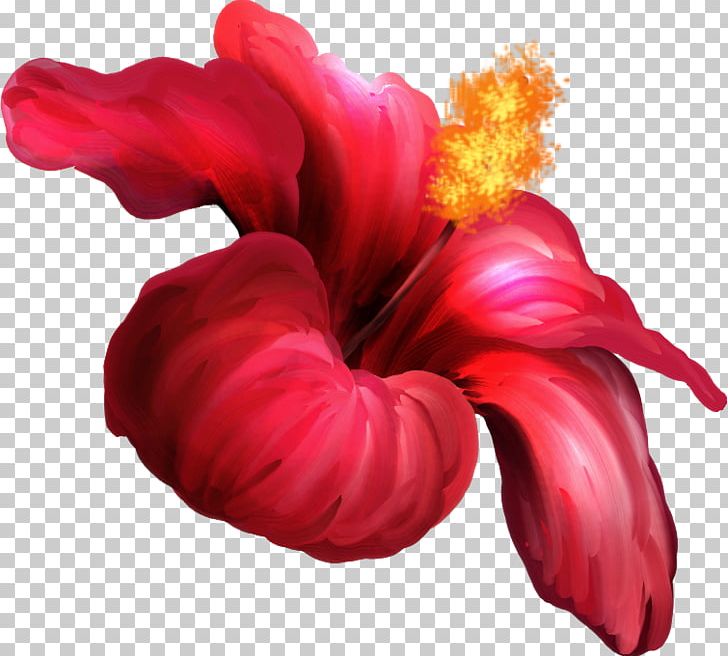 Flower Hibiscus Petal PNG, Clipart, Cicek, Cut Flowers, Desktop Wallpaper, Drawing, Flower Free PNG Download