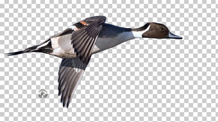 Mallard Duck Goose PNG, Clipart, Advertising, Animals, Beak, Bird, Duck Free PNG Download