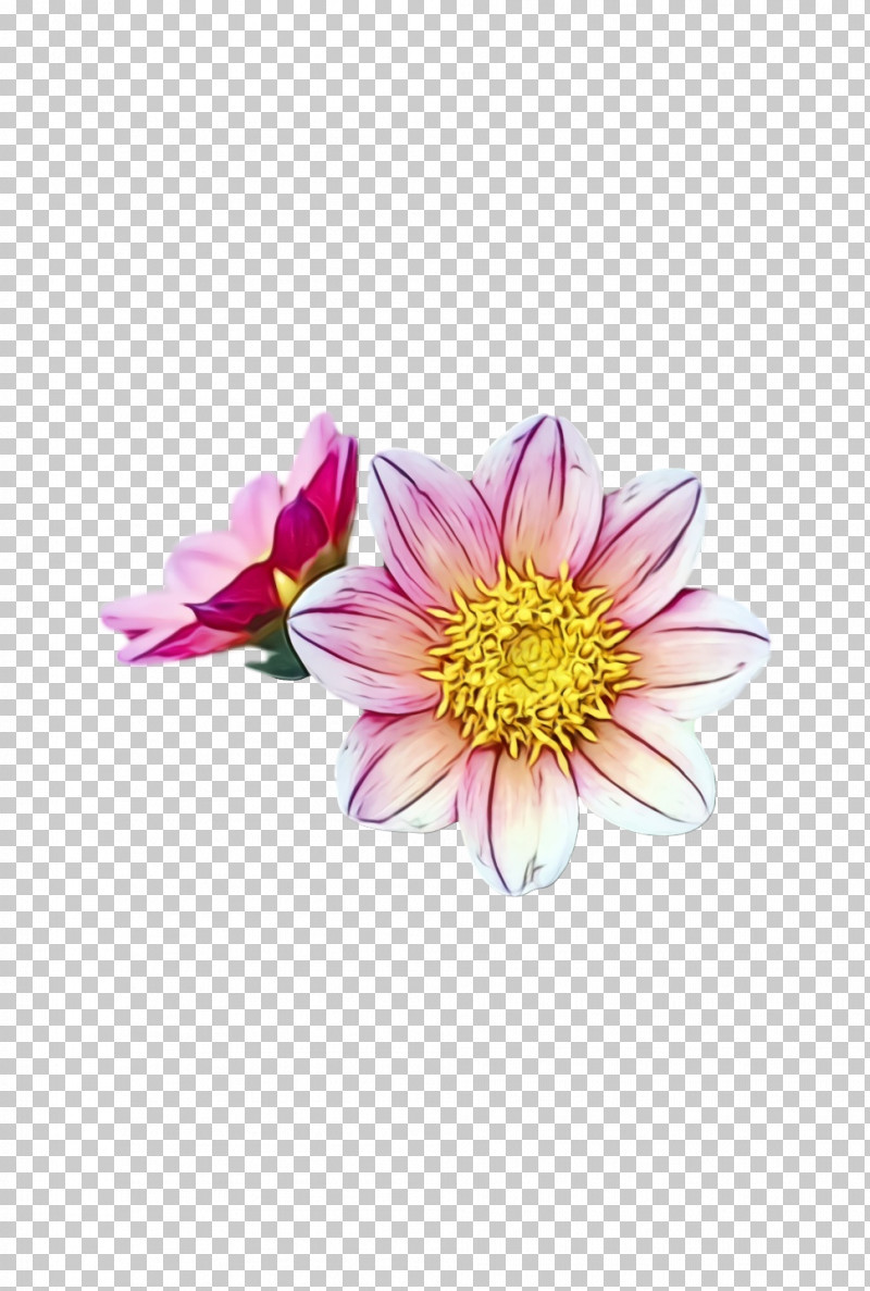 Dahlia Chrysanthemum Cut Flowers Petal Flower PNG, Clipart, Chrysanthemum, Cut Flowers, Dahlia, Flower, Paint Free PNG Download