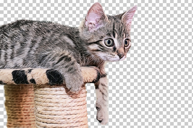 Dragon Li California Spangled American Shorthair European Shorthair Pixie-bob PNG, Clipart, American Shorthair, American Wirehair, Bengal Cat, California Spangled, Cat Free PNG Download