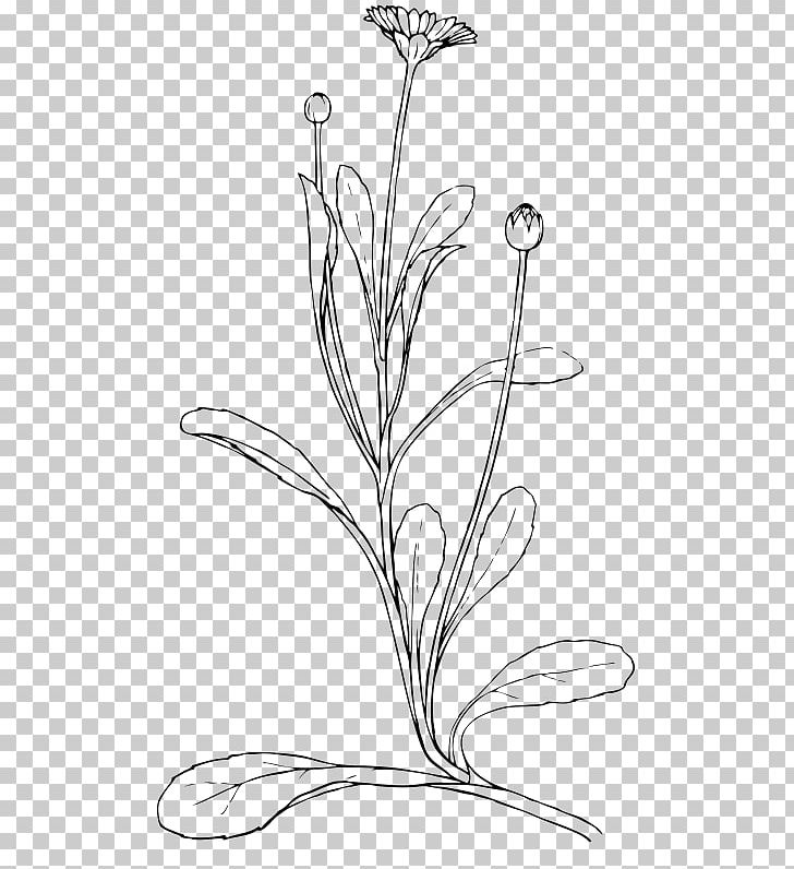 Drawing Common Daisy PNG, Clipart, Art, Artwork, Black And White, Branch, Bud Free PNG Download