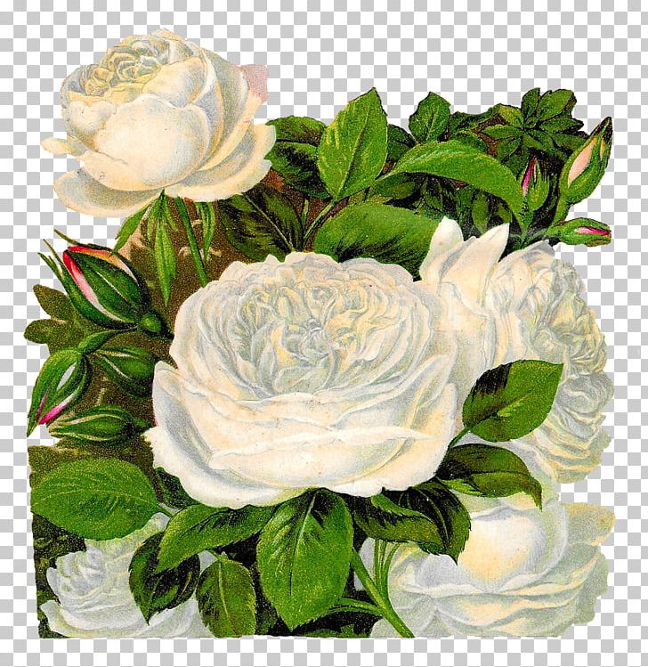 Flower Garden Roses PNG, Clipart, Artificial Flower, Art White, Black Rose, Centifolia Roses, Clip Art Free PNG Download