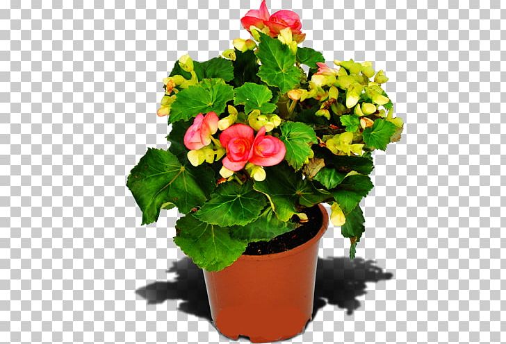 Begonia Houseplant Flowerpot Annual Plant PNG, Clipart, Annual Plant, Assortment Strategies, Begonia, Ceramic, Cheap Free PNG Download