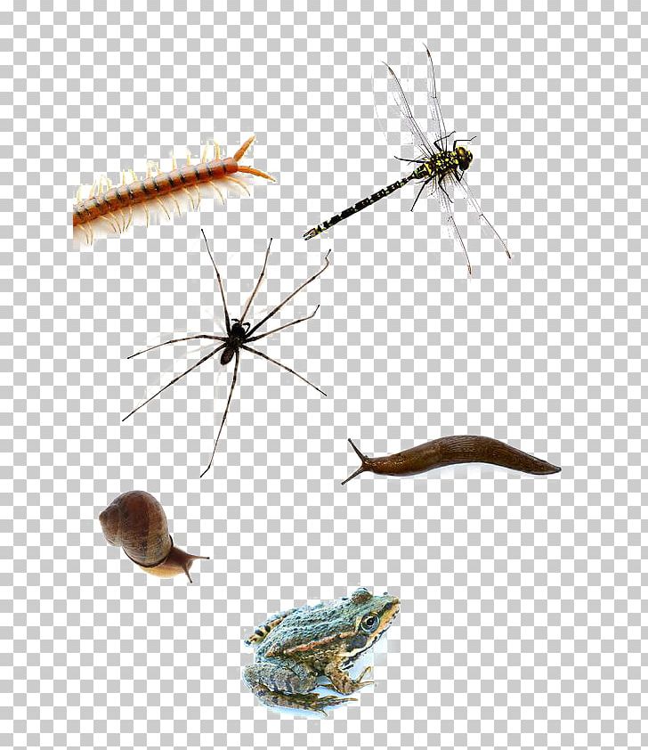 Fly Pterygota PNG, Clipart, Animals, Buckle, Caterpillar, Download, Dragonfly Free PNG Download