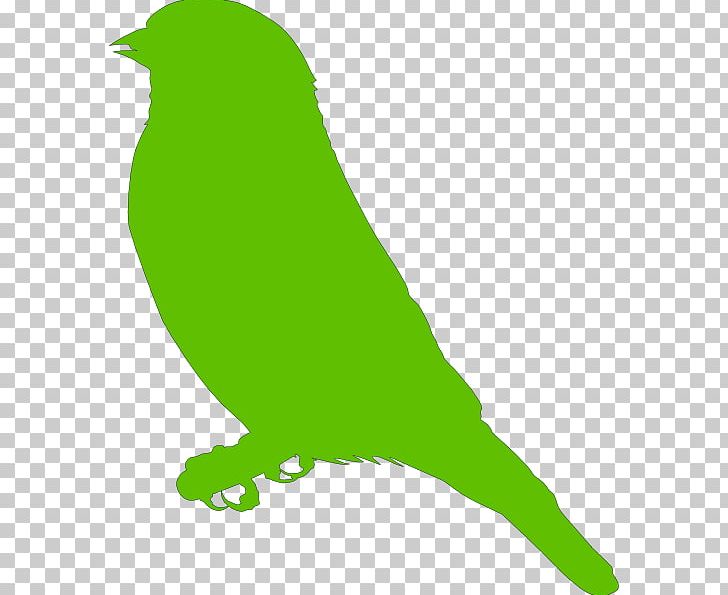 Parrot Bird Drawing PNG, Clipart, Animals, Beak, Bird, Black And White, Blog Free PNG Download