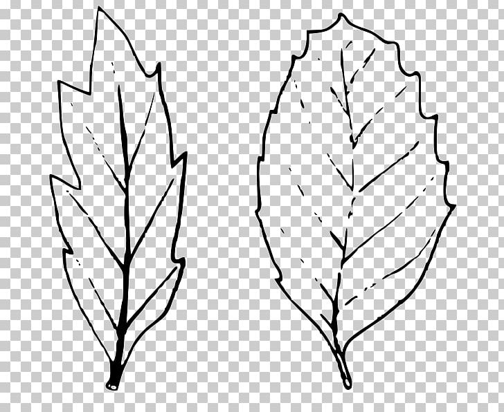 Quercus Suber Bark Leaf Plant Stem PNG, Clipart, Bark, Black And White, Branch, Creative Commons, Creative Commons Attribution Free PNG Download