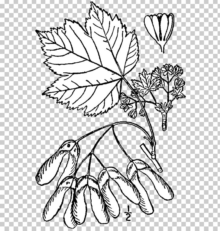 Acer Glabrum Acer Spicatum Acer Circinatum Drawing Shrub PNG, Clipart, Aceraceae, Acer Circinatum, Acer Glabrum, Acer Spicatum, Black And White Free PNG Download