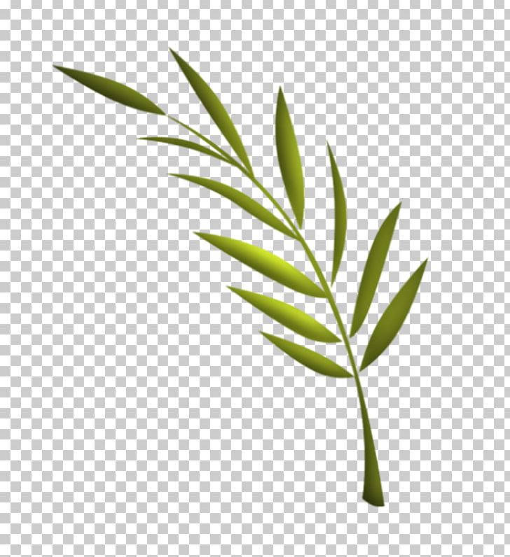 Leaf TinyPic Video Plant Stem PNG, Clipart, Branch, Flower, Grass, Grasses, Grass Family Free PNG Download