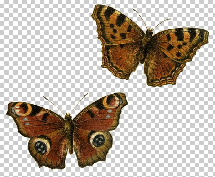 Butterfly PNG, Clipart, Arthropod, Brown, Brush Footed Butterfly, Butterfly, Desktop Wallpaper Free PNG Download