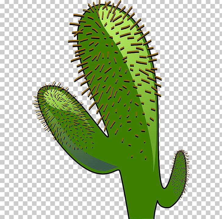 Cactaceae Saguaro PNG, Clipart, Cactaceae, Cactus, Cactus Wren, Caryophyllales, Computer Icons Free PNG Download
