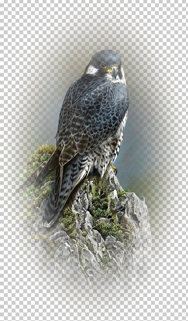 Drawing Bird Painting Falcon Artist PNG, Clipart, Animals, Art, Artist, Barn Owl, Beak Free PNG Download
