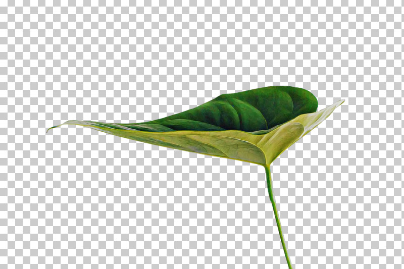 Leaf Plant Stem Plants Science Biology PNG, Clipart, Biology, Leaf, Plants, Plant Stem, Plant Structure Free PNG Download