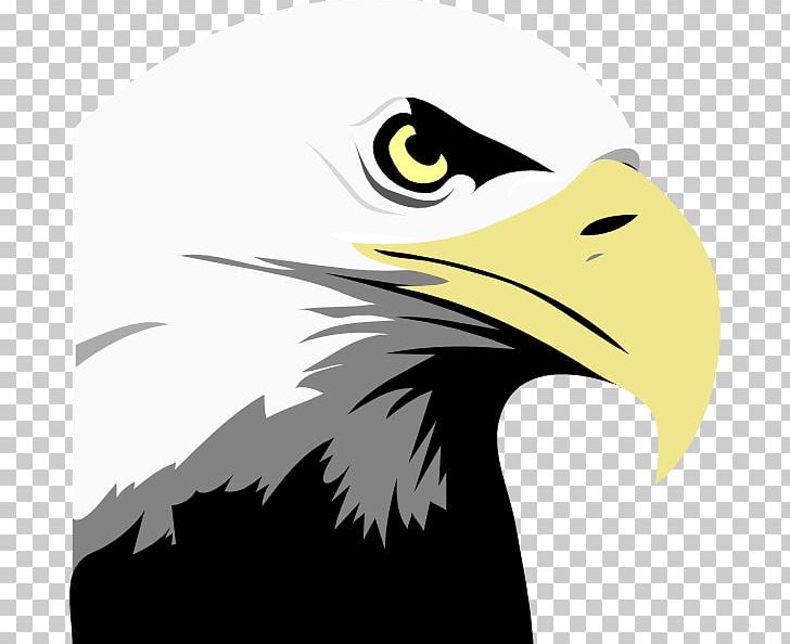 Bald Eagle PNG, Clipart, Accipitriformes, Bald Eagle, Beak, Bird, Bird Of Prey Free PNG Download