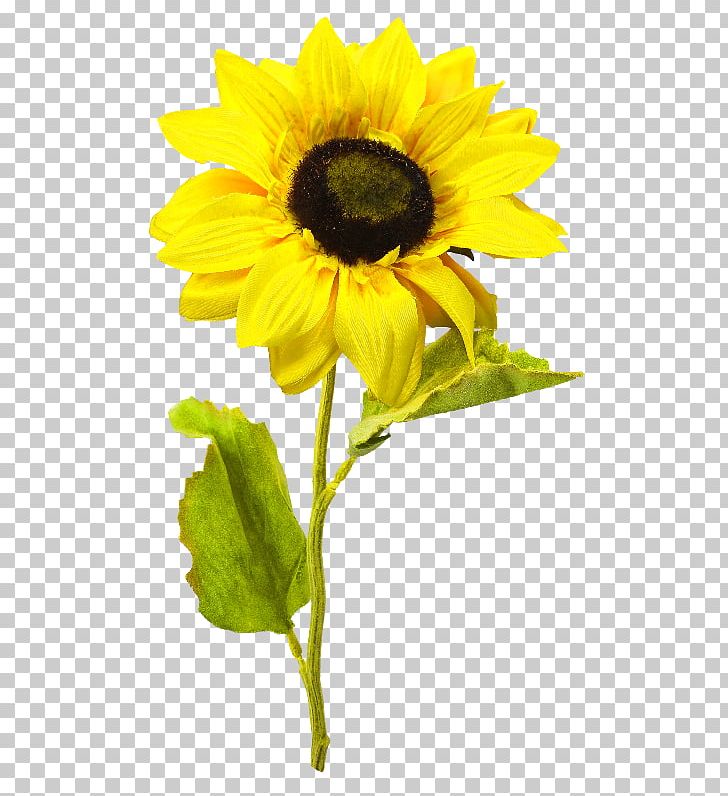 Common Sunflower PNG, Clipart, 3d Computer Graphics, Annual Plant, Clip Art, Common Sunflower, Computer Icons Free PNG Download