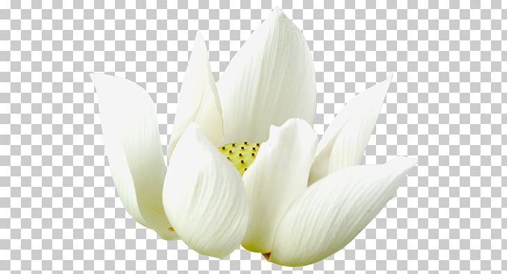 Flower Petal Daytime PNG, Clipart, Author, Birthday, Daytime, Flower, Flowering Plant Free PNG Download