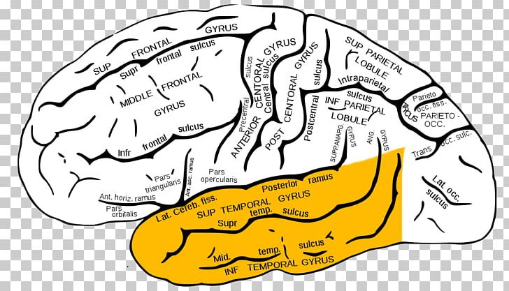 Temporal Lobe Epilepsy Lobes Of The Brain Inferior Temporal Gyrus PNG, Clipart, Area, Auditory System, Brain, Cerebral Cortex, Epilepsy Free PNG Download