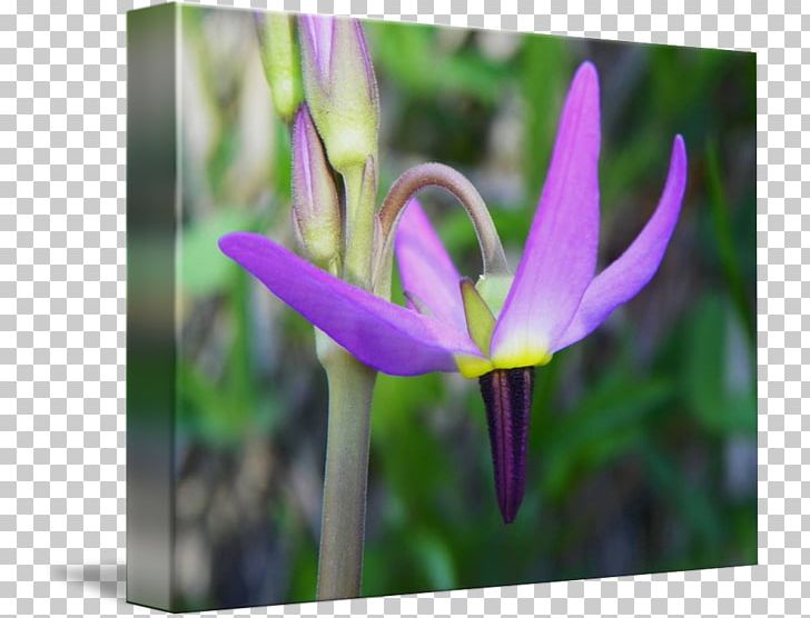 Tulip Crocus Violet Petal Close-up PNG, Clipart, Closeup, Closeup, Crocus, Fawn Lily, Flora Free PNG Download